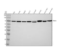 Anti-SHP2 PTPN11 Rabbit Monoclonal Antibody