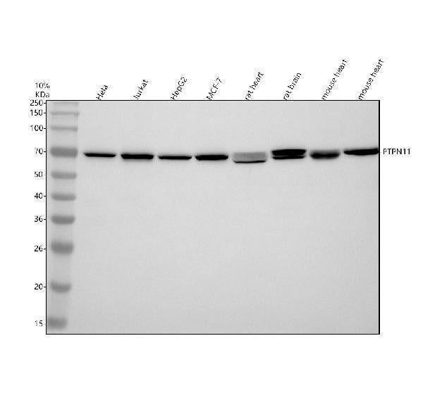 Anti-SHP2 PTPN11 Rabbit Monoclonal Antibody