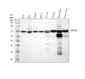 Anti-SHP2/PTPN11 Antibody Picoband® (monoclonal, 2E6)
