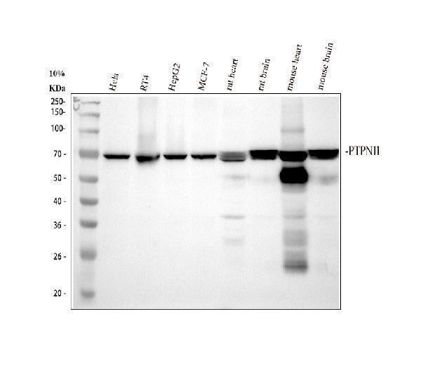 Anti-SHP2/PTPN11 Antibody Picoband® (monoclonal, 2E6)