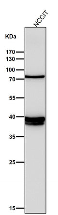 All lanes use the Antibody at 1:3K dilution for 1 hour at room temperature.
