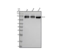 Anti-CD19 Rabbit Monoclonal Antibody