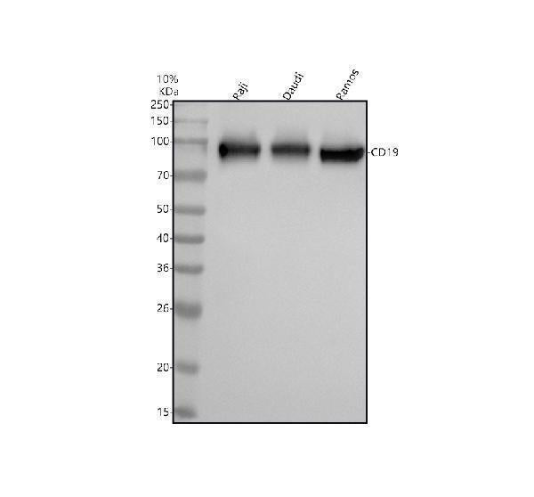 Anti-CD19 Rabbit Monoclonal Antibody