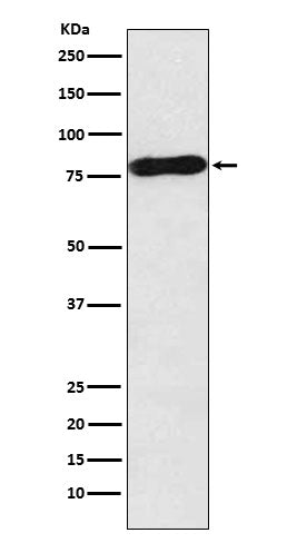 Western blot analysis of c-Myb expression in MOLT4 cell lysate.