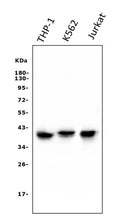 Anti-CCR2 Antibody Picoband® (monoclonal, 8C4)