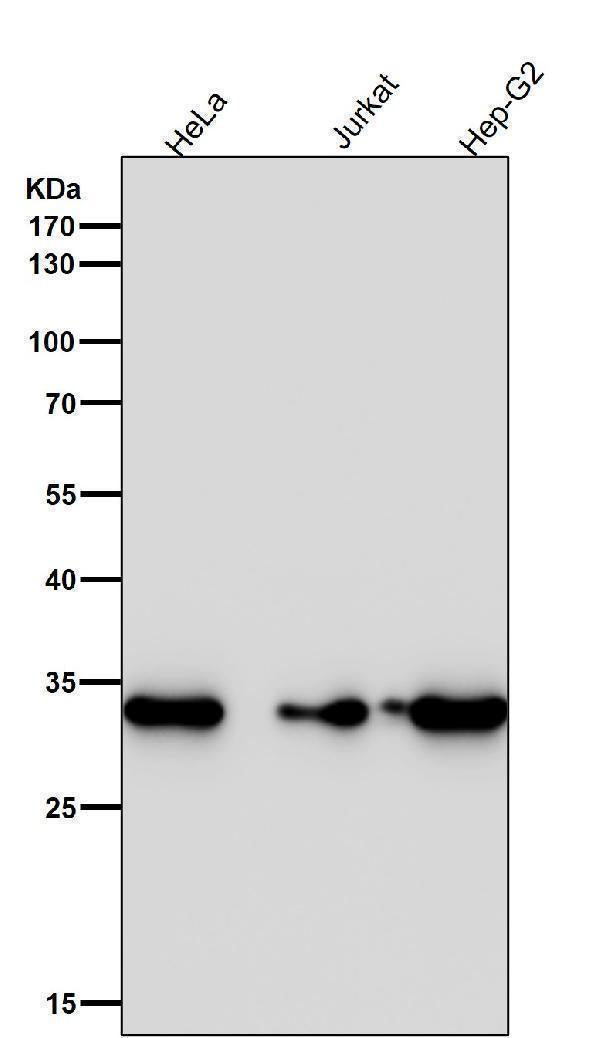 All lanes use the Antibody at 1:2K dilution for 1 hour at room temperature.