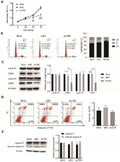 Anti-CDK4 Rabbit Monoclonal Antibody
