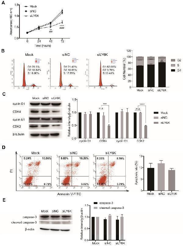 Anti-CDK4 Rabbit Monoclonal Antibody