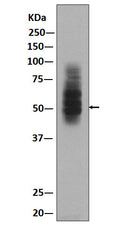 Western blot analysis of GLUT1 expression in HepG2  lysate.