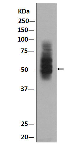 Western blot analysis of GLUT1 expression in HepG2  lysate.