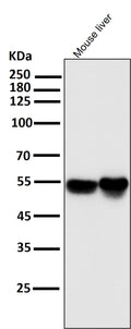 Anti-IRF3 Rabbit Monoclonal Antibody