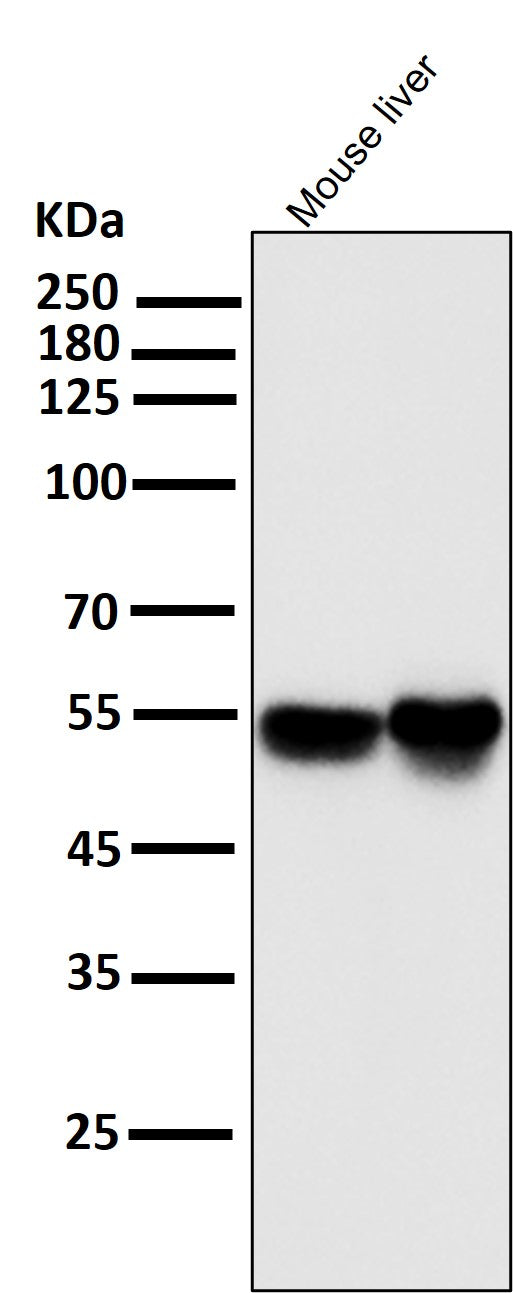 Anti-IRF3 Rabbit Monoclonal Antibody