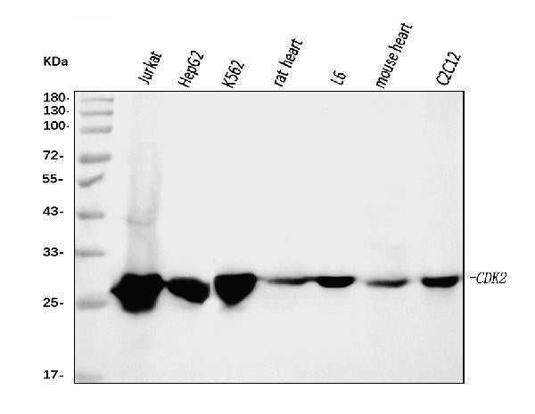 Anti-Cdk2 Antibody Picoband® (monoclonal, 5B12D1)
