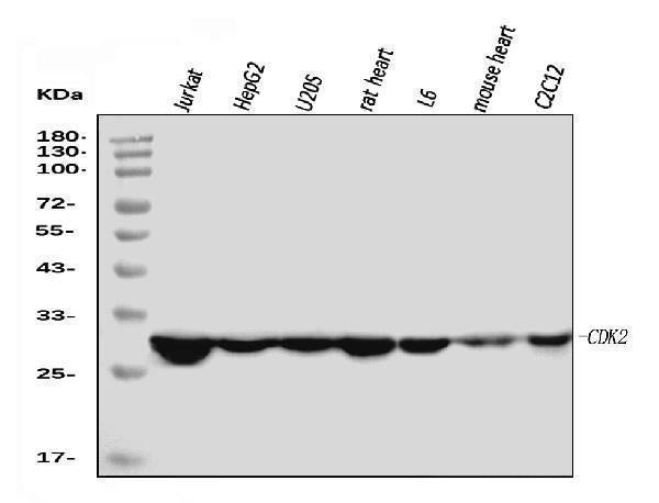 Anti-Cdk2 Antibody Picoband® (monoclonal, 6D5B5)