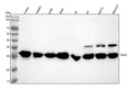 Anti-CDK2 Rabbit Monoclonal Antibody