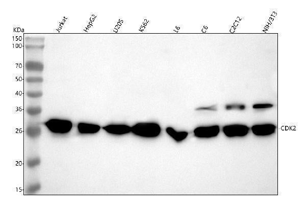 Anti-CDK2 Rabbit Monoclonal Antibody