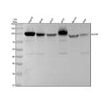 Anti-ICAM1/Cd54 Rabbit Monoclonal Antibody
