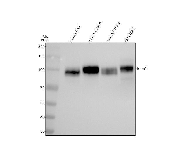 Anti-ICAM1 / CD54 Rabbit Monoclonal Antibody