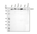 Anti-Dnmt1 Rabbit Monoclonal Antibody