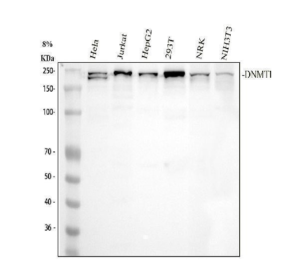 Anti-Dnmt1 Rabbit Monoclonal Antibody