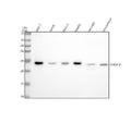 Anti-p27 KIP 1 CDKN1B Rabbit Monoclonal Antibody