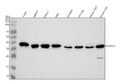 Anti-p38 MAPK MAPK14 Rabbit Monoclonal Antibody