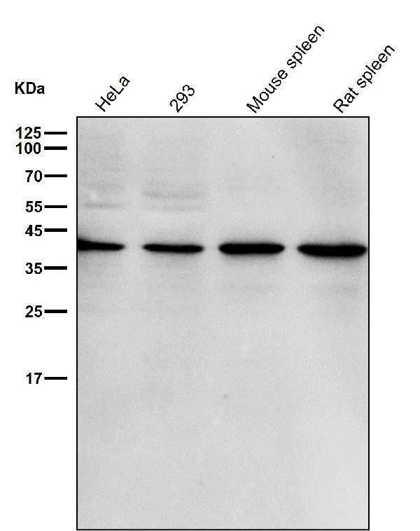 All lanes use the Antibody at 1:3K dilution for 1 hour at room temperature.