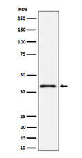 Western blot analysis of Phospho-p38 (T180) expression in HeLa treated with anisomycin cell lysate.
