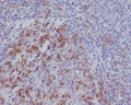 Immunohistochemical analysis of paraffin-embedded human tonsil, using PD1 Antibody  .