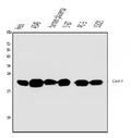 Anti-Caveolin-1/CAV1 Antibody Picoband® (monoclonal, 12C7)