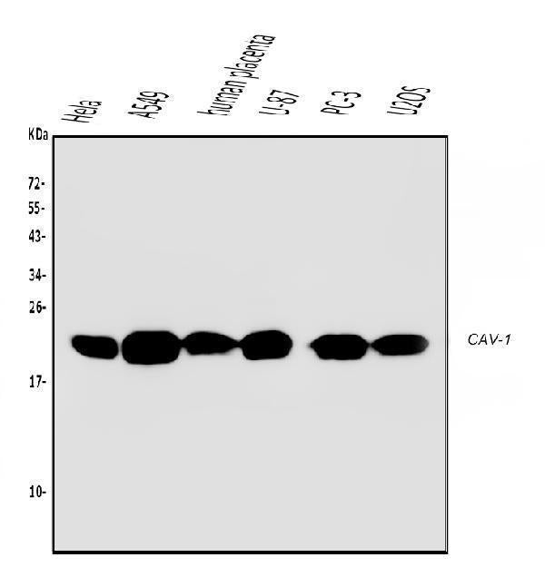 Anti-Caveolin-1/CAV1 Antibody Picoband® (monoclonal, 12C7)
