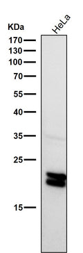 All lanes use the Antibody at 1:2W dilution for 1 hour at room temperature.