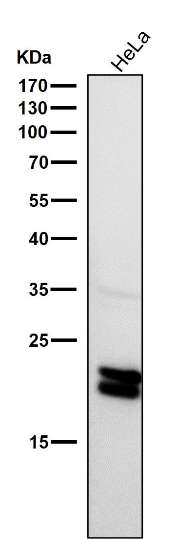 All lanes use the Antibody at 1:2W dilution for 1 hour at room temperature.