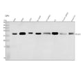 Anti-Bcl-XL BCL2L1 Rabbit Monoclonal Antibody