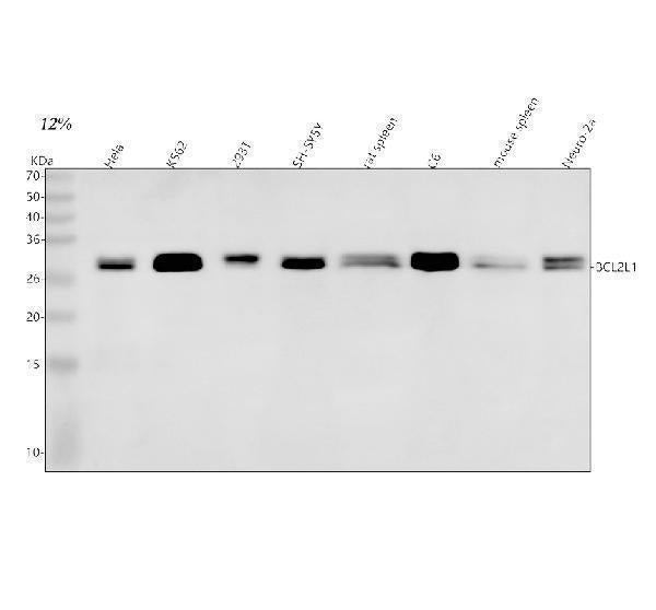 Anti-Bcl-XL BCL2L1 Rabbit Monoclonal Antibody