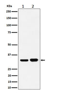 Western blot analysis of Bcl-XL expression in (1) Ramos cell lysate; (2) K562 cell lysate.