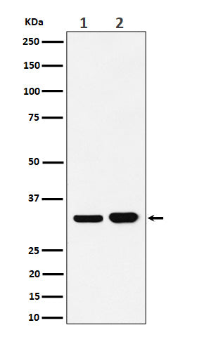 Western blot analysis of Bcl-XL expression in (1) Ramos cell lysate; (2) K562 cell lysate.