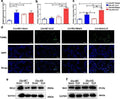 Anti-Bax Rabbit Monoclonal Antibody