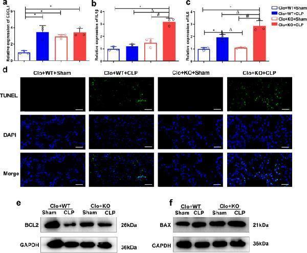Anti-Bax Rabbit Monoclonal Antibody