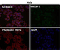 Immunofluorescent analysis using the Antibody at 1:50 dilution.