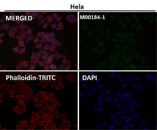 Immunofluorescent analysis using the Antibody at 1:50 dilution.