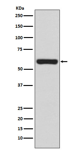 Anti-TRAF6 Rabbit Monoclonal Antibody