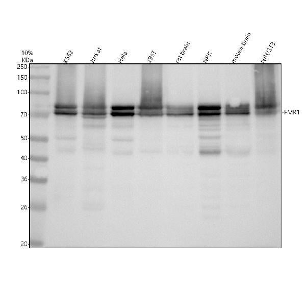 Anti-FMRP FMR1 Rabbit Monoclonal Antibody