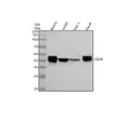 Anti-CD38 Rabbit Monoclonal Antibody