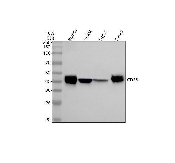 Anti-CD38 Rabbit Monoclonal Antibody