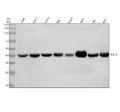 Anti-MHC class 1 HLA-A Rabbit Monoclonal Antibody