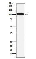 Western blot analysis of ITCH/AIP4 expression in K562 cell lysate.