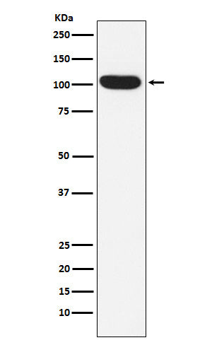 Western blot analysis of ITCH/AIP4 expression in K562 cell lysate.