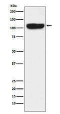 Western blot analysis of ITCH expression in K562 cell lysate.