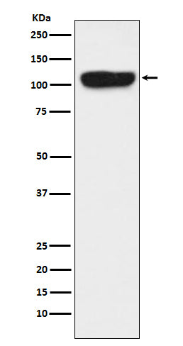 Western blot analysis of ITCH expression in K562 cell lysate.